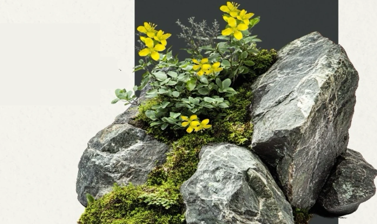 Anadolu’nun yeni keşfi... ’Tüylü Kekreçiçeği’ bitki florasına katıldı