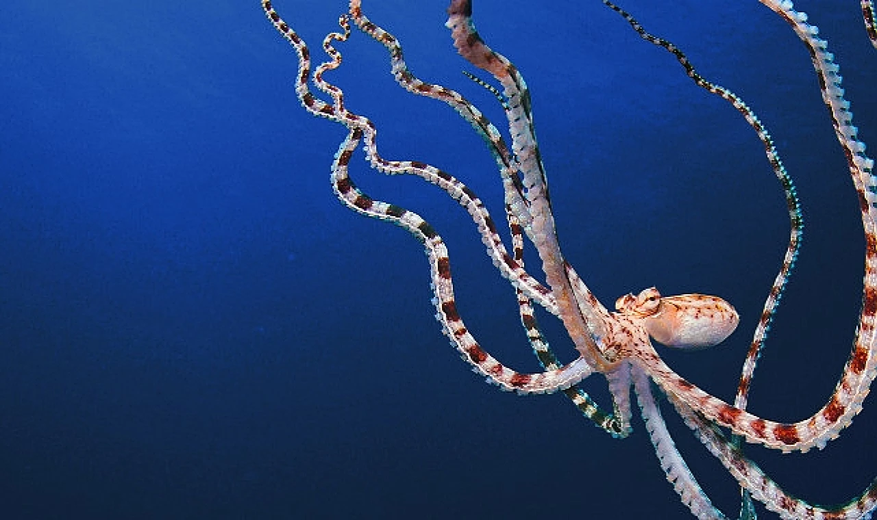 'Ahtapotların Gizemli Dünyası’ 22 Nisan Pazartesi Günü Art Arda 3 Bölümüyle National Geographic WILD Ekranlarında!