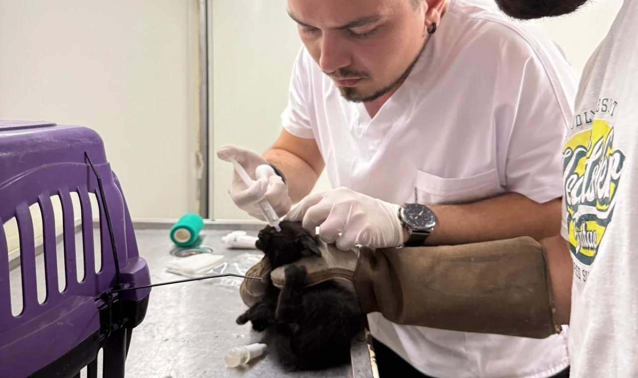 İzmir Büyükşehir tüm canlılar için harekete geçti