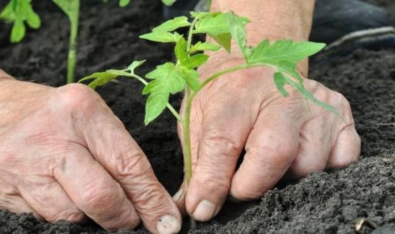 Alzheimer’da bahçeyle uğraşmak hastalığı yavaşlatabilir