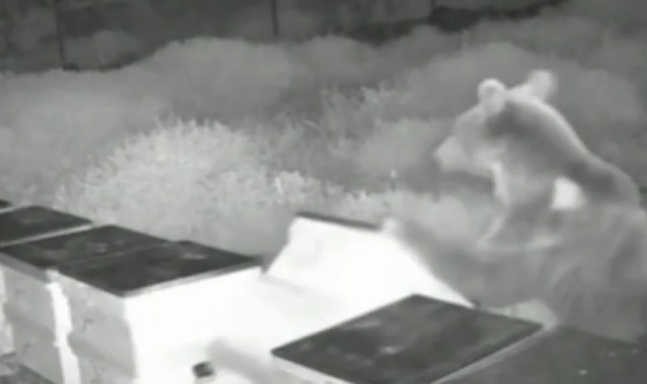 Düzce’de arı kovanlarına ayı saldırısı! Kovanları parçaladı, balları yedi!