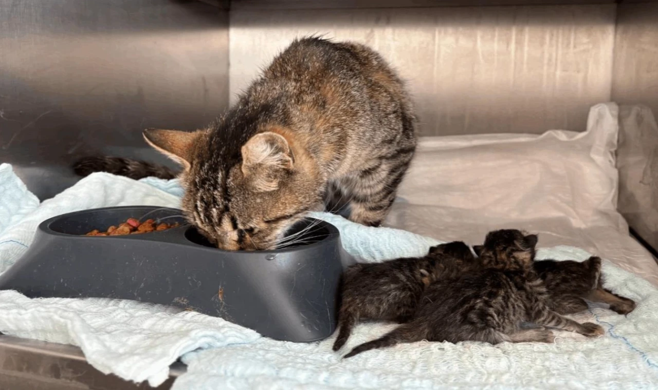 Balıkesir Büyükşehir’in hızlı müdahalesi hayat kurtardı