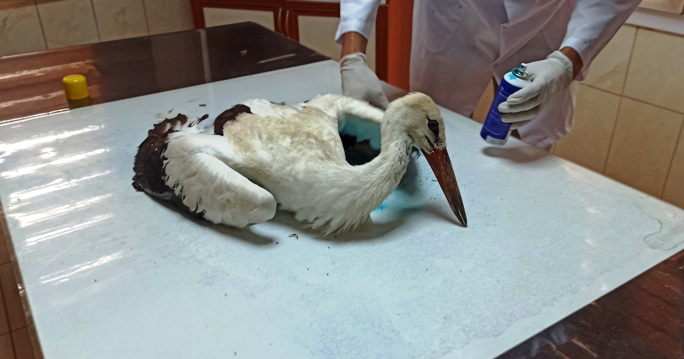 Yüksek gerilim hattına takılarak yaralanan iki leylek tedaviye alındı