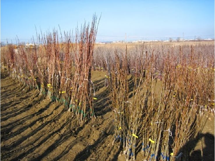 Fidan desteği alacak çiftçiler listesi yayınlandı